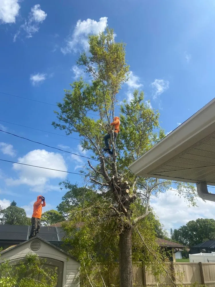 Professional yard maintenance experts serving Sarasota, FL - Lopez Tree Trimming & Landscape Services