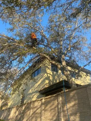 Lopez Tree Trimming & Landscape Services
