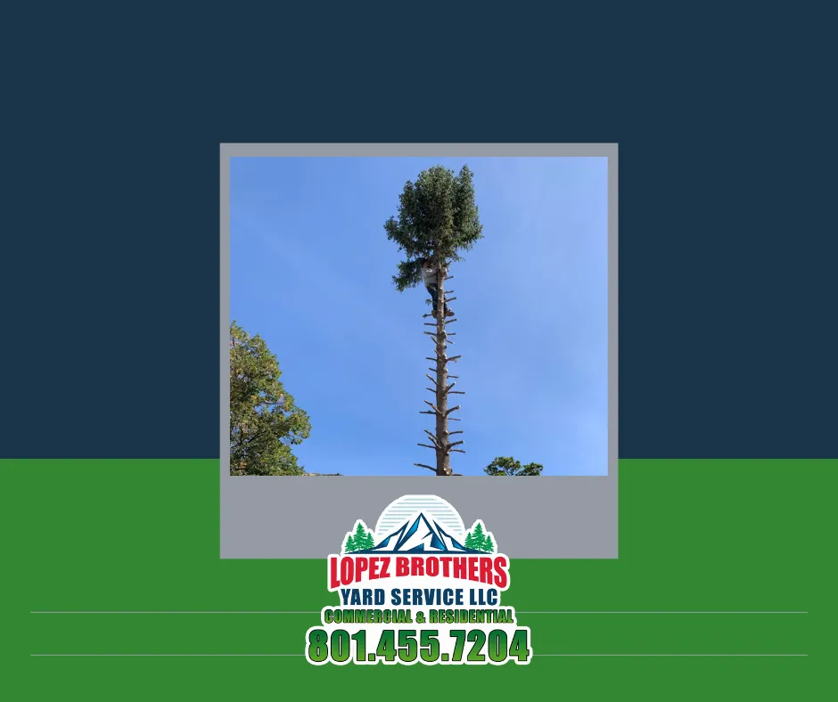 Reliable garden landscaping near you in Salt Lake City, UT by Lopez Yardwork