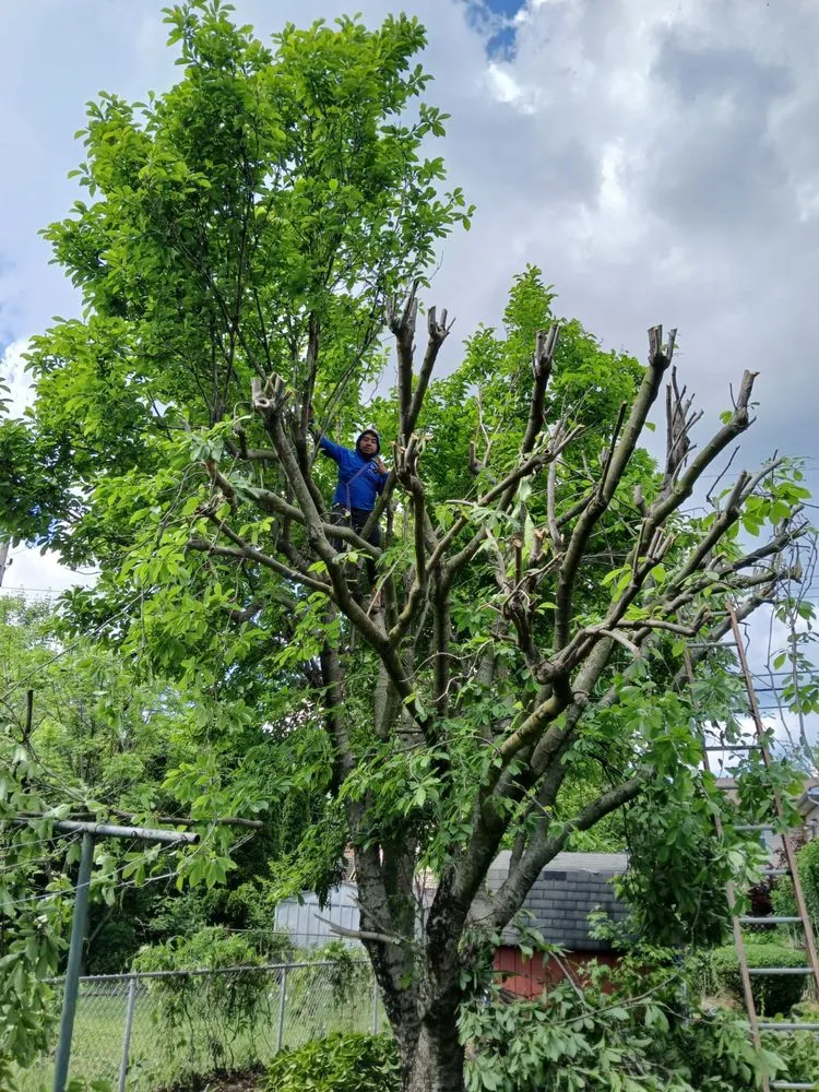 Expert garden landscaping experts serving Columbus, OH - Lopezitos Trees Service