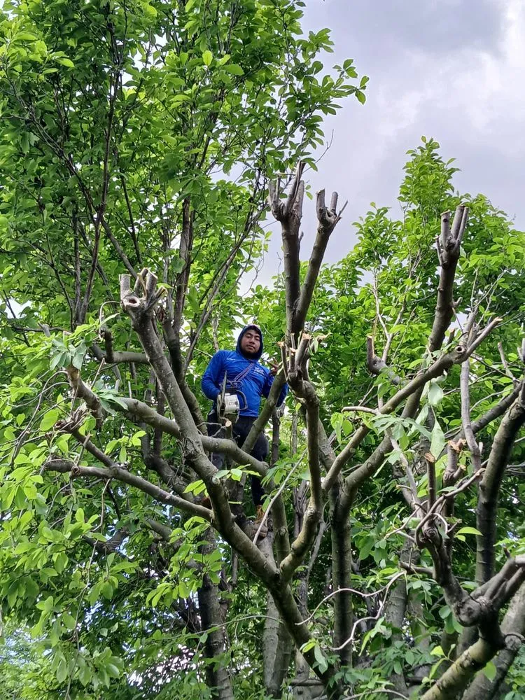 Reliable lawn care service experts serving Columbus, OH - Lopezitos Trees Service