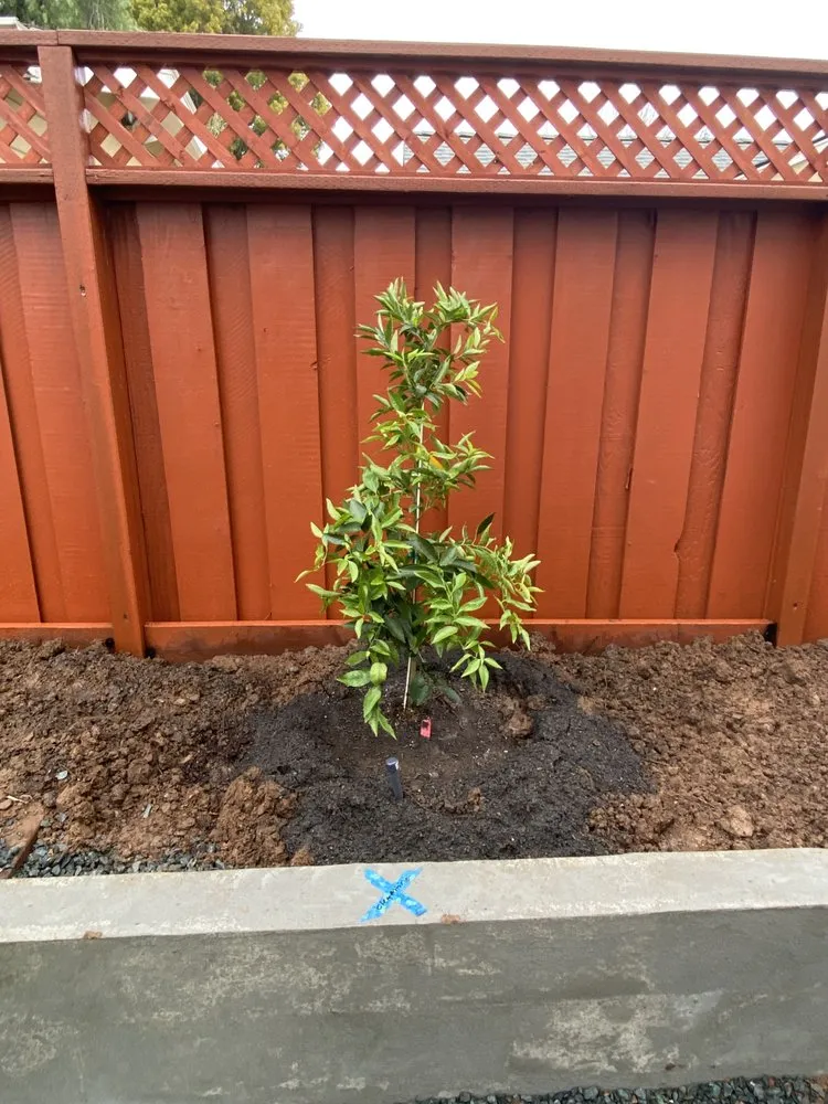 Local residential landscaping for residential properties in Palo Alto, CA by Lopez’s Landscaping