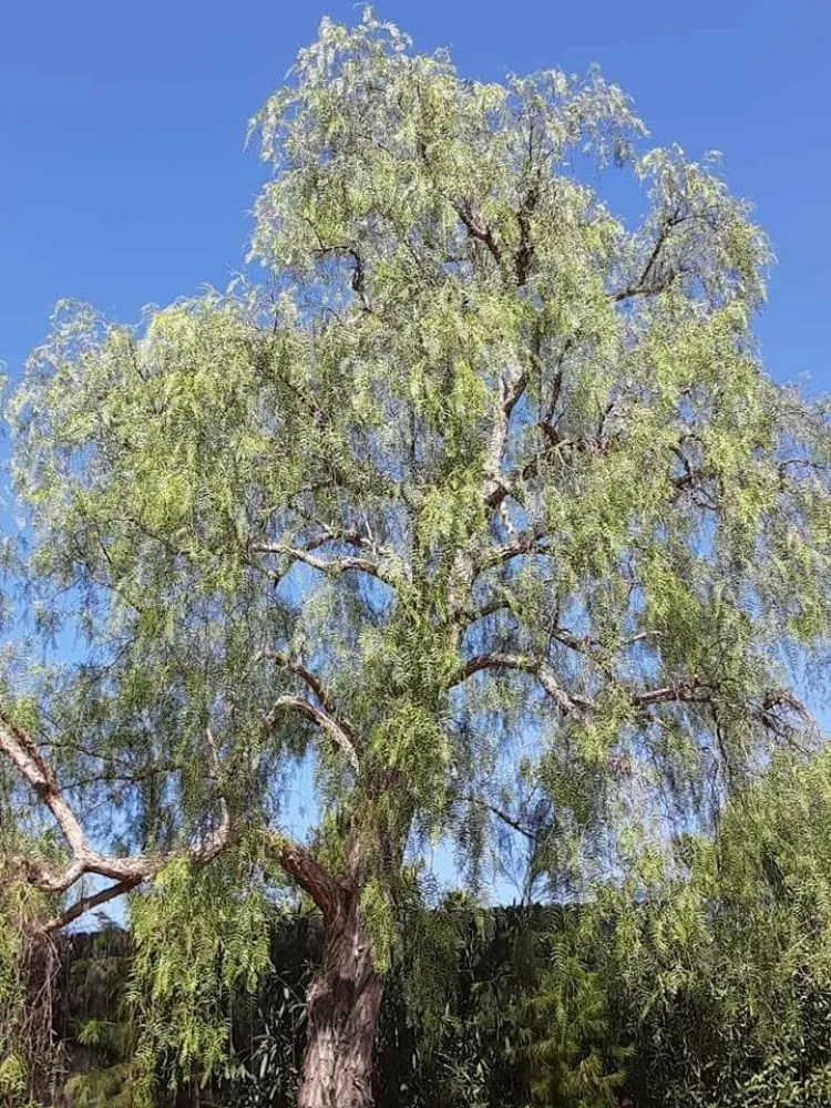 Top-rated lawn care service near you in San Marcos, CA by Lopezz Landscape