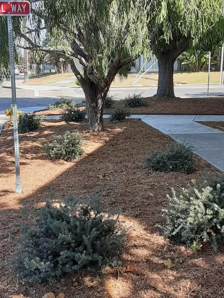 Expert landscape design near you across San Marcos, CA - Lopezz Landscape