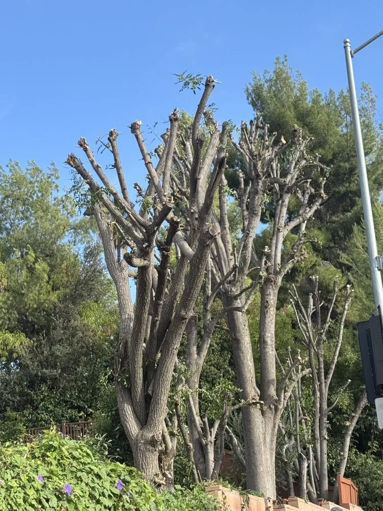 Trusted landscape installation for beautiful yards across San Fernando, CA - Lopezz Landscaping