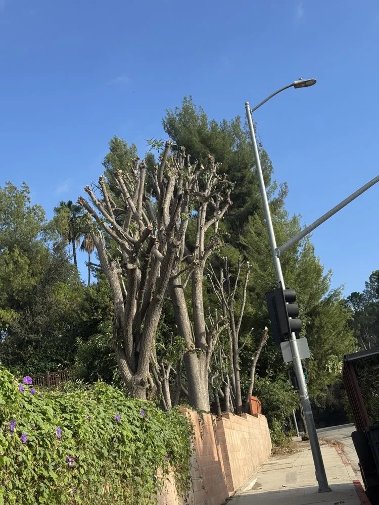 Affordable yard maintenance experts serving San Fernando, CA - Lopezz Landscaping