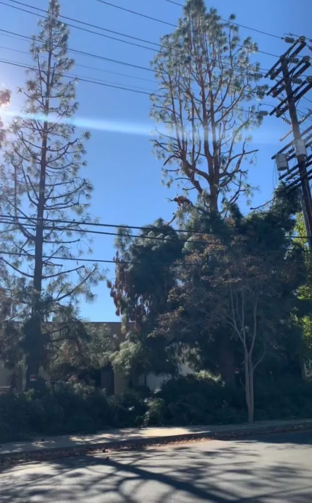 Local lawn care service for homes in San Fernando, CA by Lopezz Landscaping