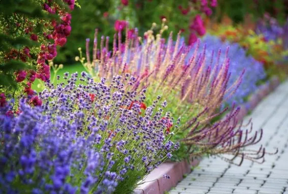 Top-rated yard maintenance in Woodland, CA - lopezzlandscaping