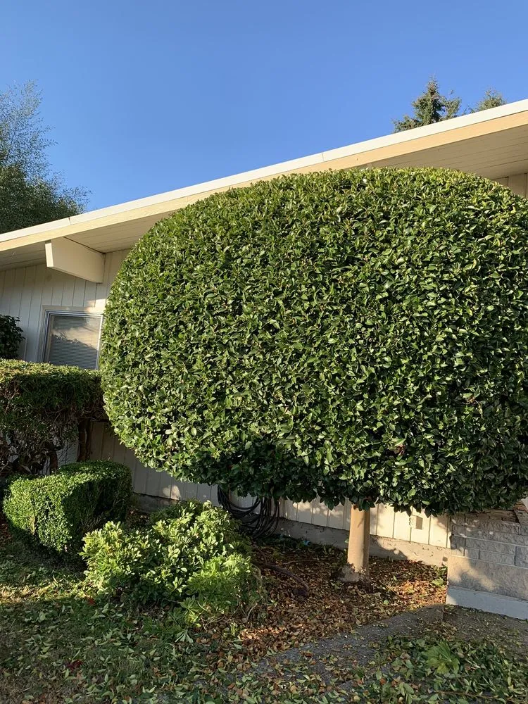 Professional lawn mowing service in Graham, WA by Lorang's Landscapes