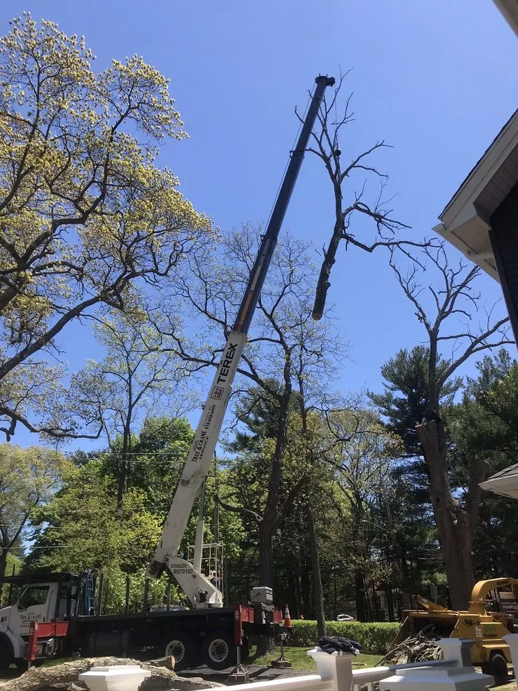 Top-rated yard cleanup service in North Reading, MA by Lorax Tree Service