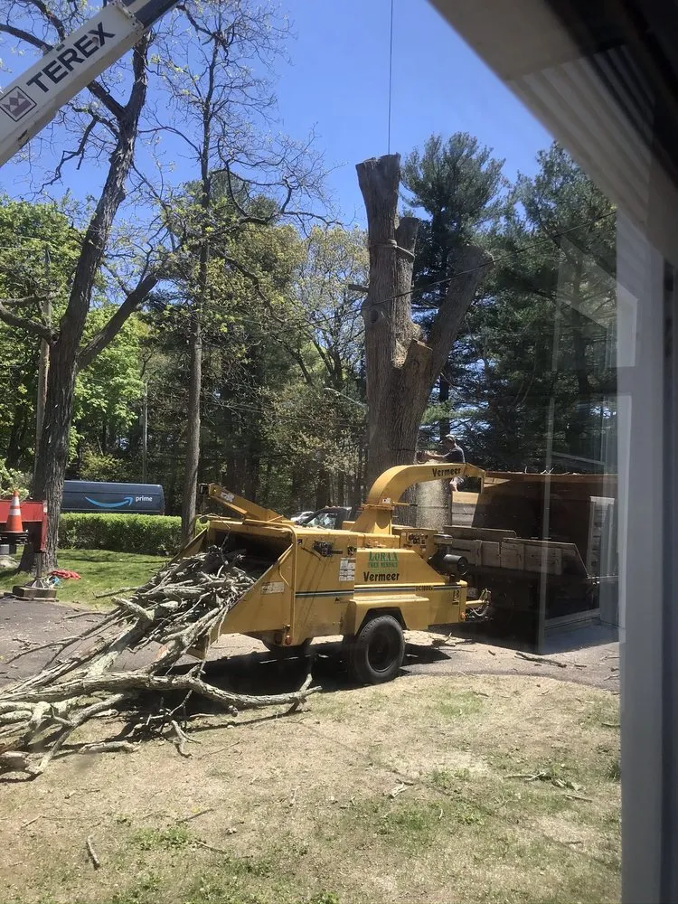 Trusted yard cleanup service in North Reading, MA by Lorax Tree Service