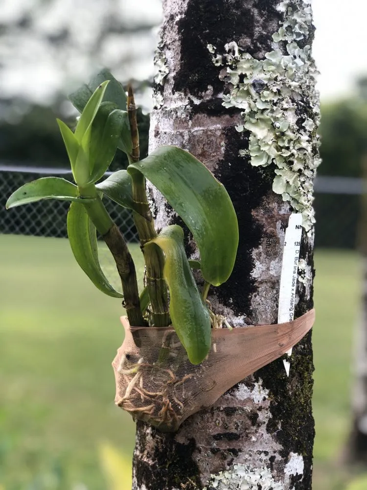 Custom yard cleanup service near you across Hilo, HI - Lord’s landscaping