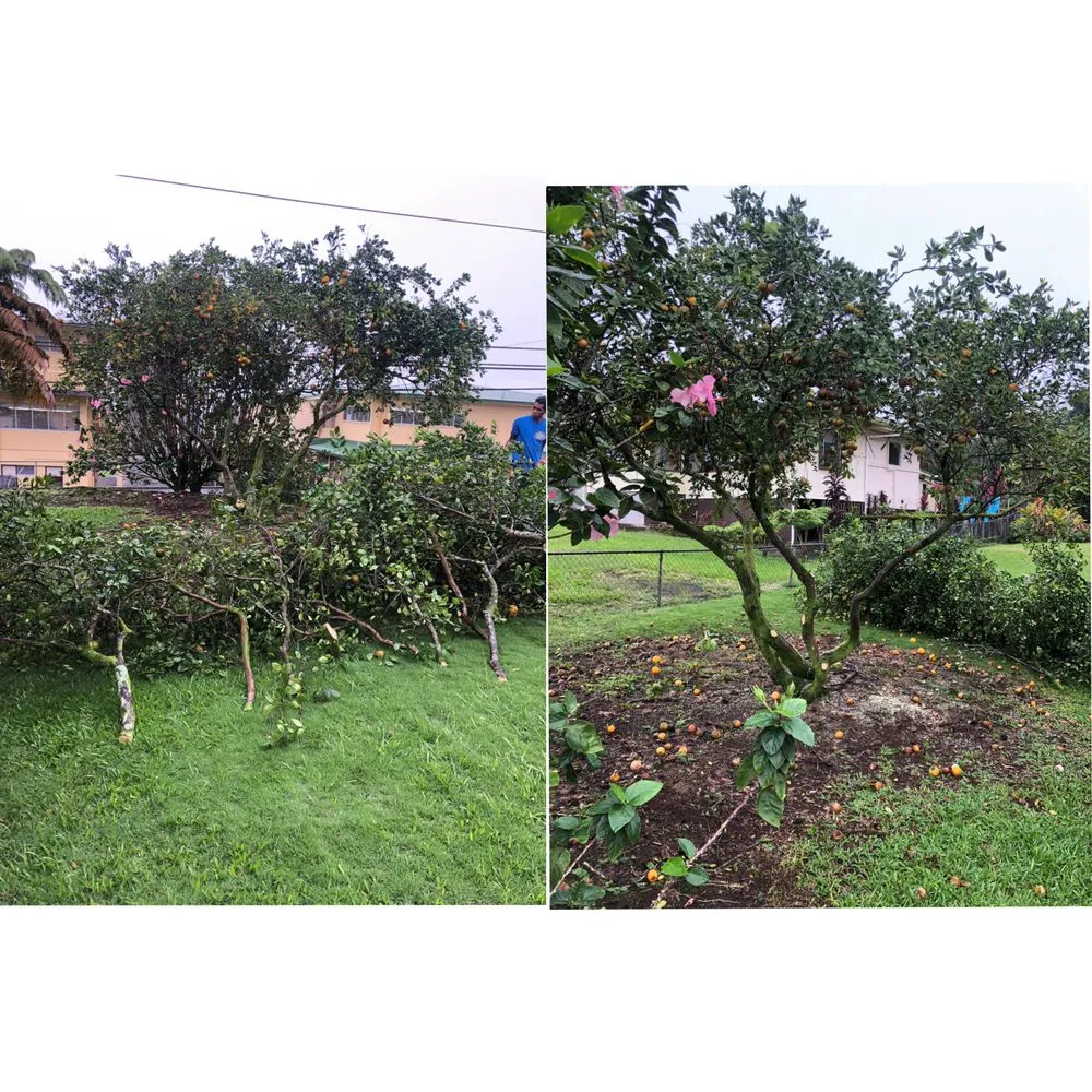 Affordable residential landscaping for beautiful yards in Hilo, HI by Lord’s landscaping