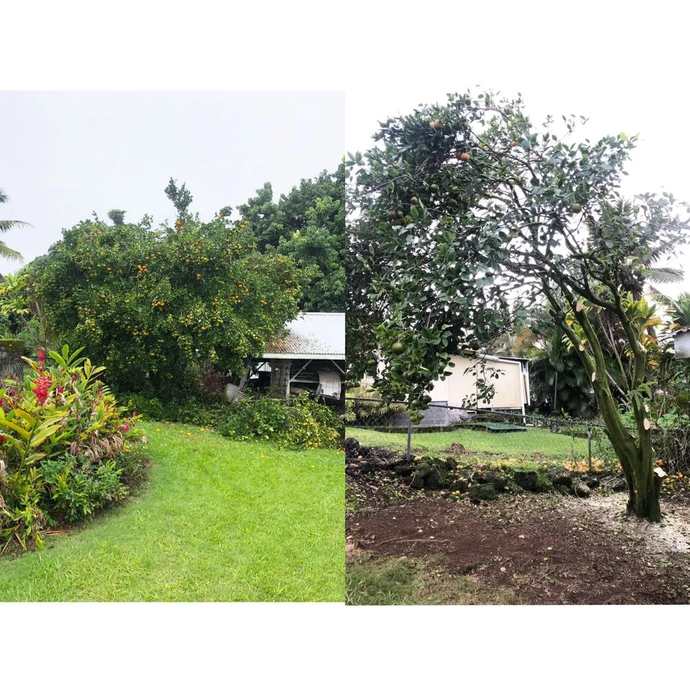 Top-rated lawn care service in Hilo, HI - Lord’s landscaping