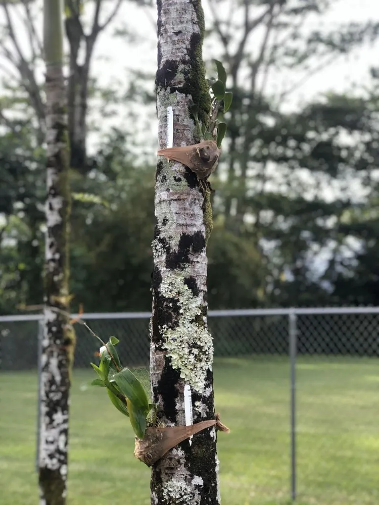 Reliable garden landscaping in Hilo, HI - Lord’s landscaping