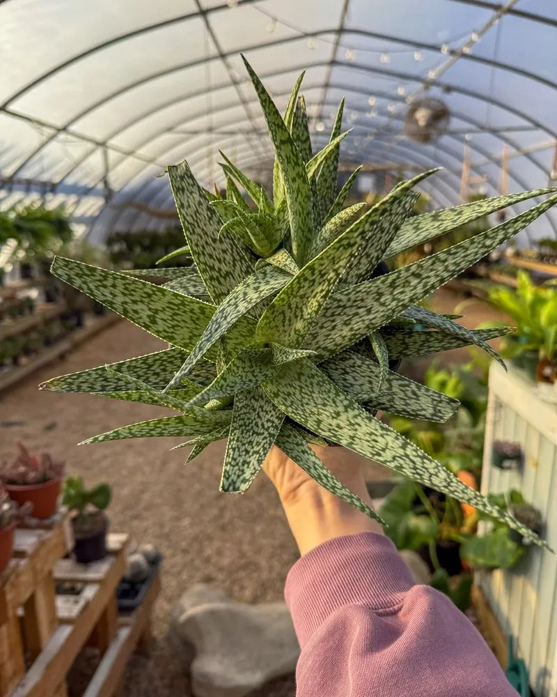 Expert yard maintenance for homes across Millville, DE - Lord's Landscaping