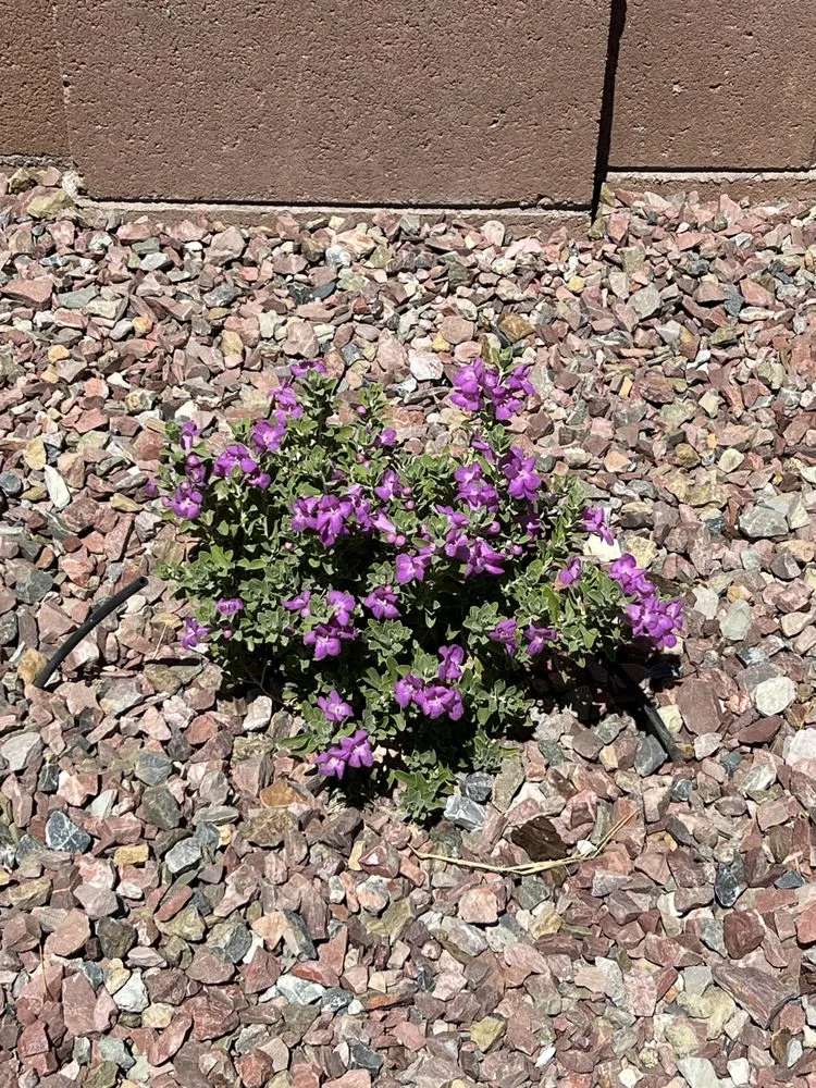 Top-rated landscape installation for residential properties in Tucson, AZ by Lordz