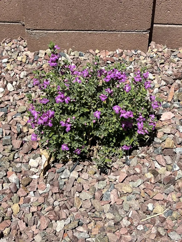 Trusted lawn care service for homes across Tucson, AZ - Lordz