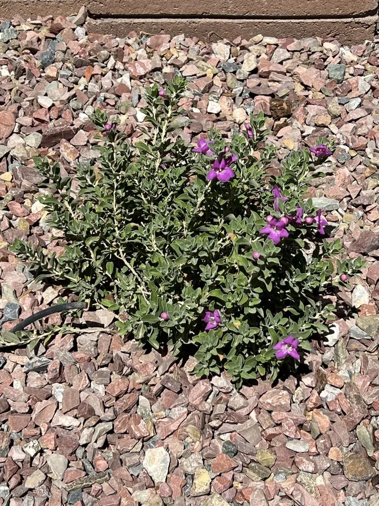 Professional yard cleanup service for beautiful yards in Tucson, AZ by Lordz