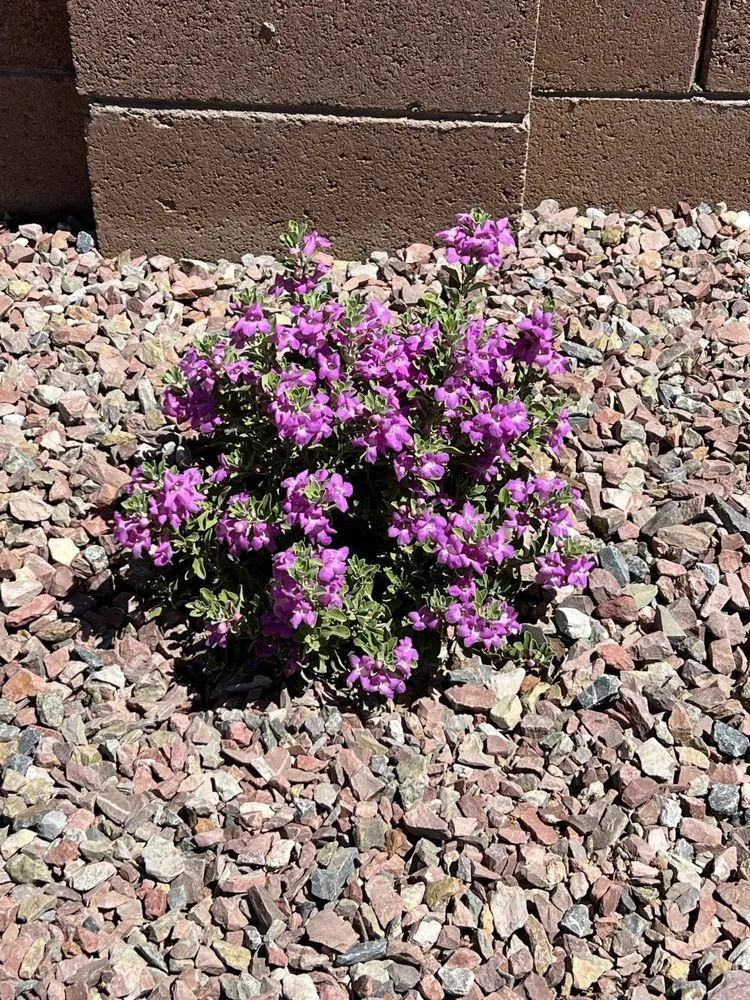 Expert residential landscaping for residential properties in Tucson, AZ by Lordz