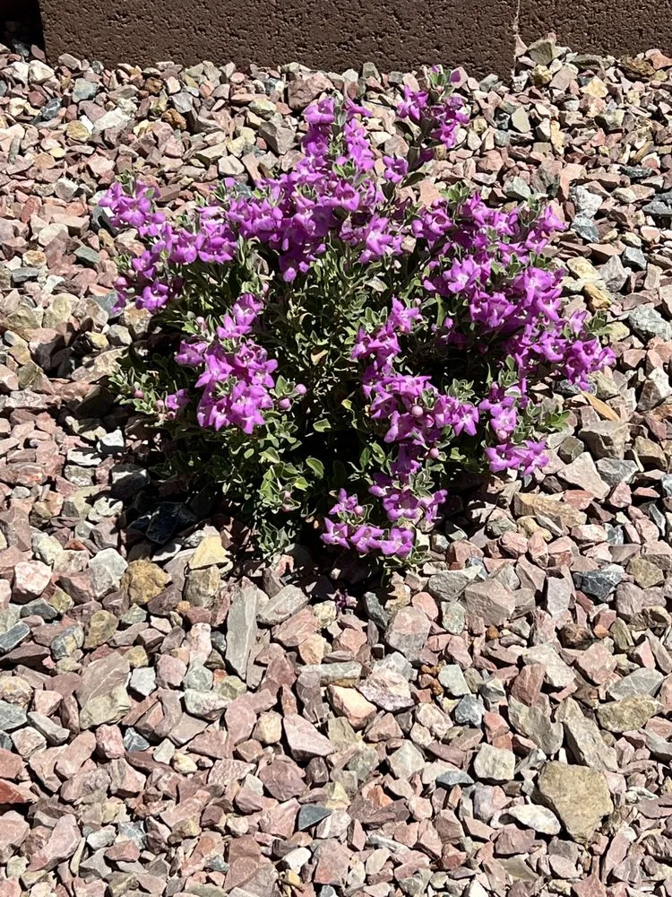 Affordable yard cleanup service in Tucson, AZ - Lordz