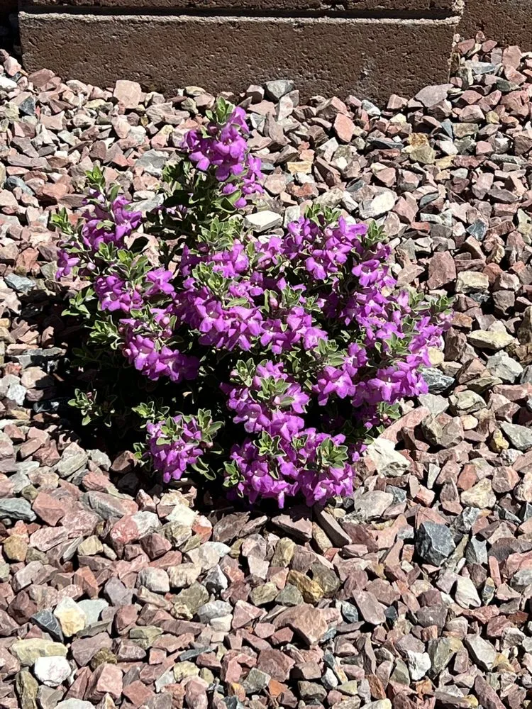 Custom yard cleanup service for homes across Tucson, AZ - Lordz