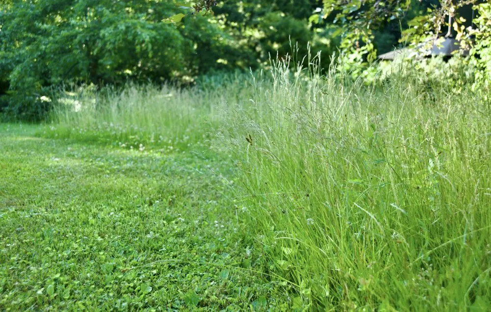 Affordable lawn care service for year-round maintenance in Zachary, LA by Lorena Love