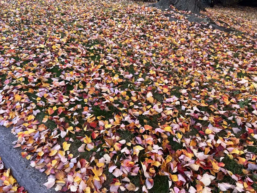 Professional lawn care service in West New York, NJ by Lorena’s garden