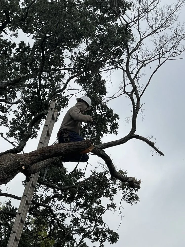 Trusted lawn care service in Bartlett, TX by Lorenz Tree Service