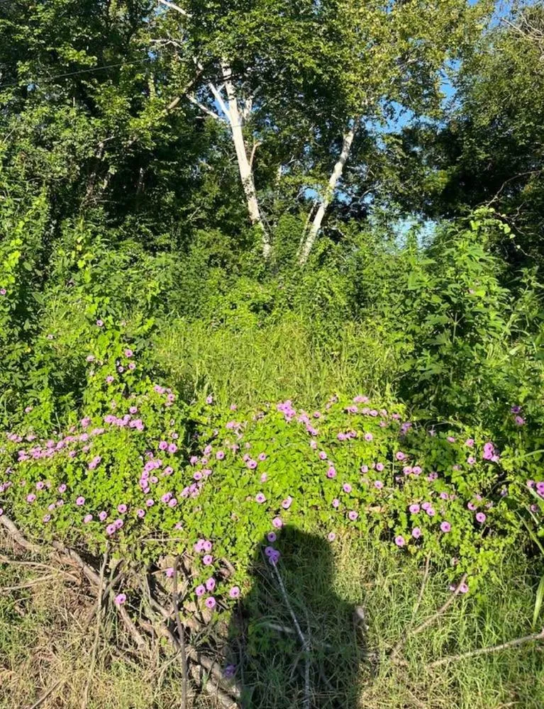 Local yard maintenance in Bartlett, TX - Lorenz Tree Service