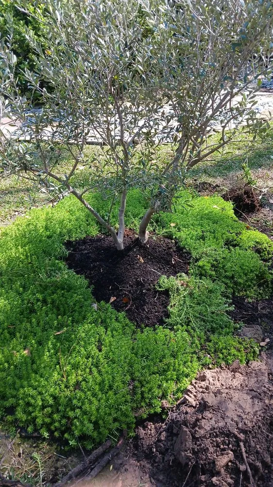 Expert outdoor landscaping near you across Dayton, TX - Lorenzo Lawn Care & Landscaping