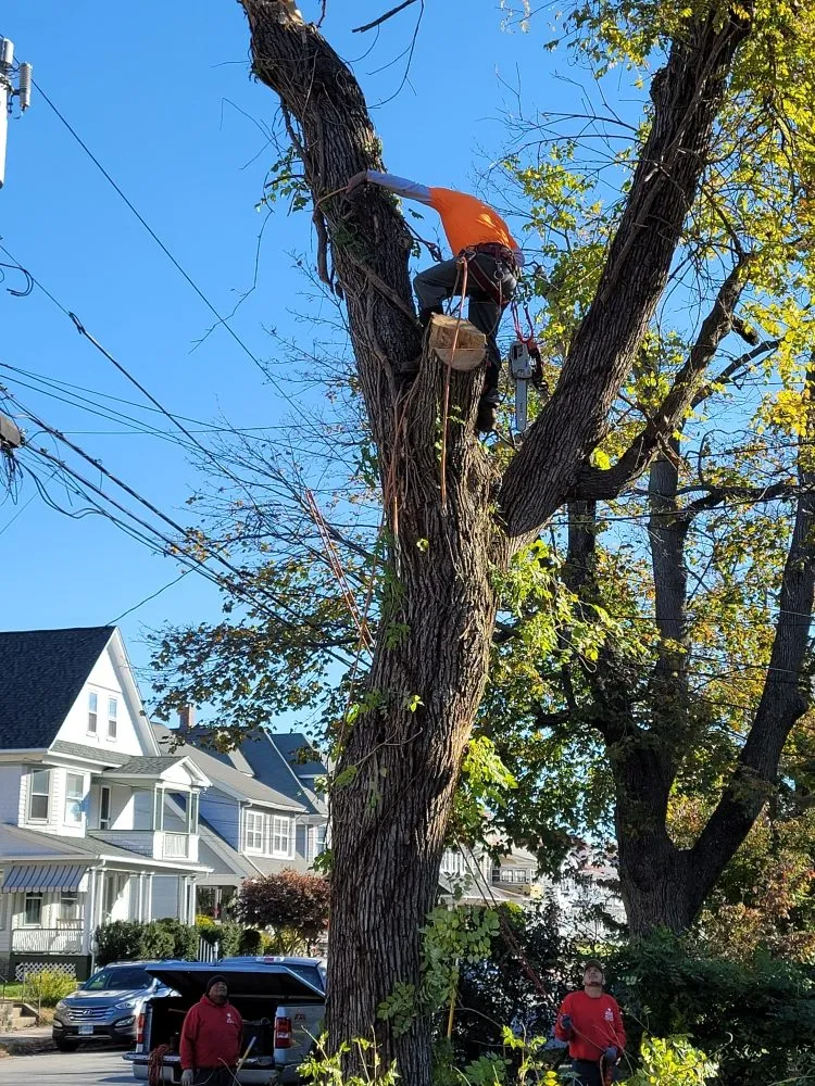 Custom landscape design for beautiful yards across Stratford, CT - Lorenzo's Landscaping & Tree Service