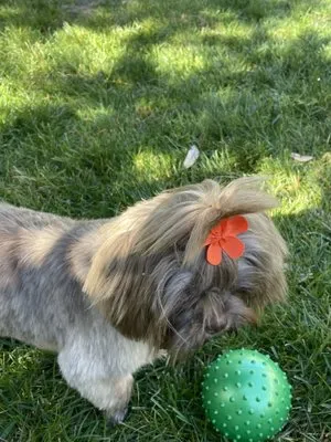 Los Agaves Landscaping Logo