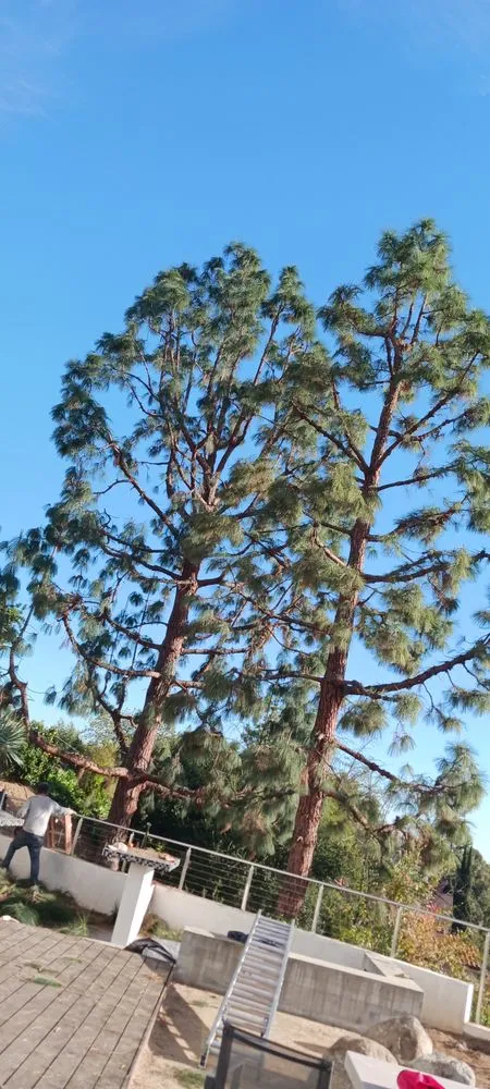 Local landscape design for outdoor upgrades across Azusa, CA - Los Altos Landscape Maintenance And Tree Service