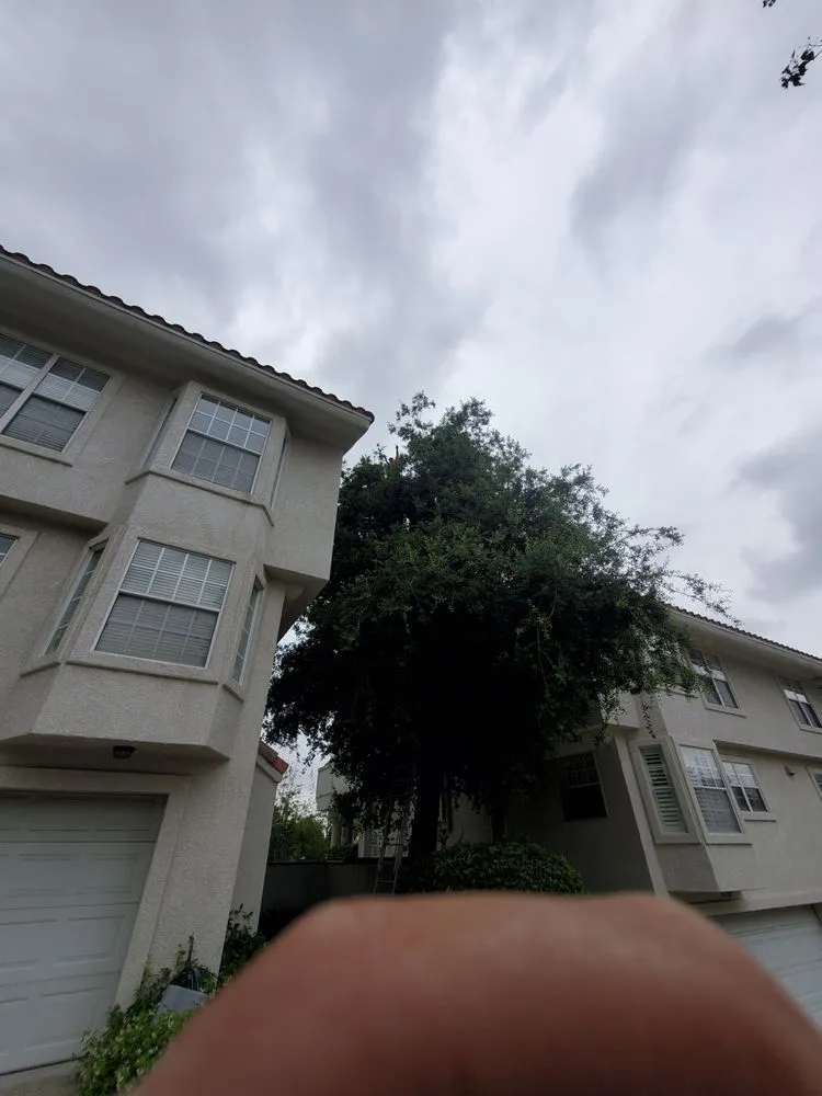 Affordable yard cleanup service near you in Azusa, CA by Los Altos Landscape Maintenance And Tree Service