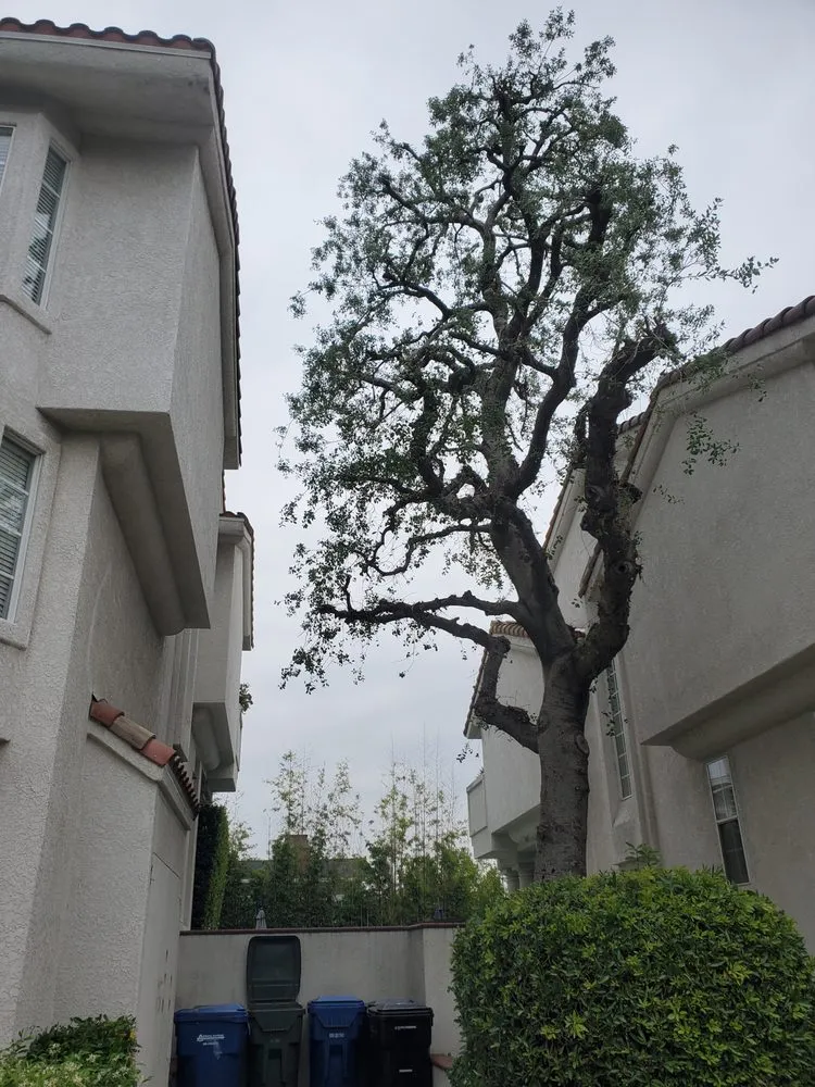 Trusted outdoor landscaping for year-round maintenance in Azusa, CA by Los Altos Landscape Maintenance And Tree Service