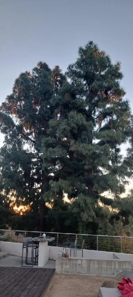 Custom lawn mowing service in Azusa, CA by Los Altos Landscape Maintenance And Tree Service