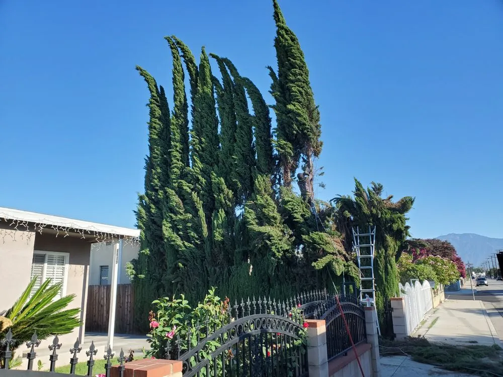 Professional yard maintenance experts serving Azusa, CA - Los Altos Landscape Maintenance And Tree Service