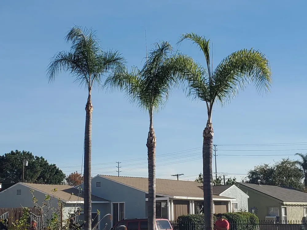 Professional residential landscaping experts serving Azusa, CA - Los Altos Landscape Maintenance And Tree Service