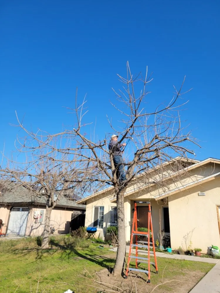 Expert lawn mowing service for year-round maintenance in Orange Cove, CA by Los De La Ex Lawn Care & Tree service