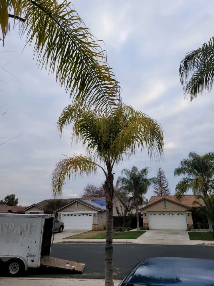 Reliable lawn mowing service for year-round maintenance across Orange Cove, CA - Los De La Ex Lawn Care & Tree service