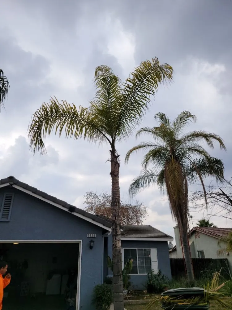 Local outdoor landscaping in Orange Cove, CA - Los De La Ex Lawn Care & Tree service