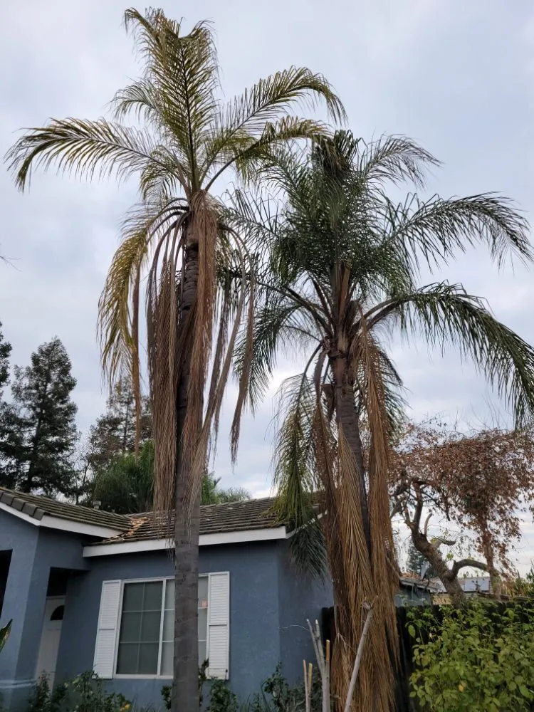 Custom lawn care service for residential properties in Orange Cove, CA by Los De La Ex Lawn Care & Tree service