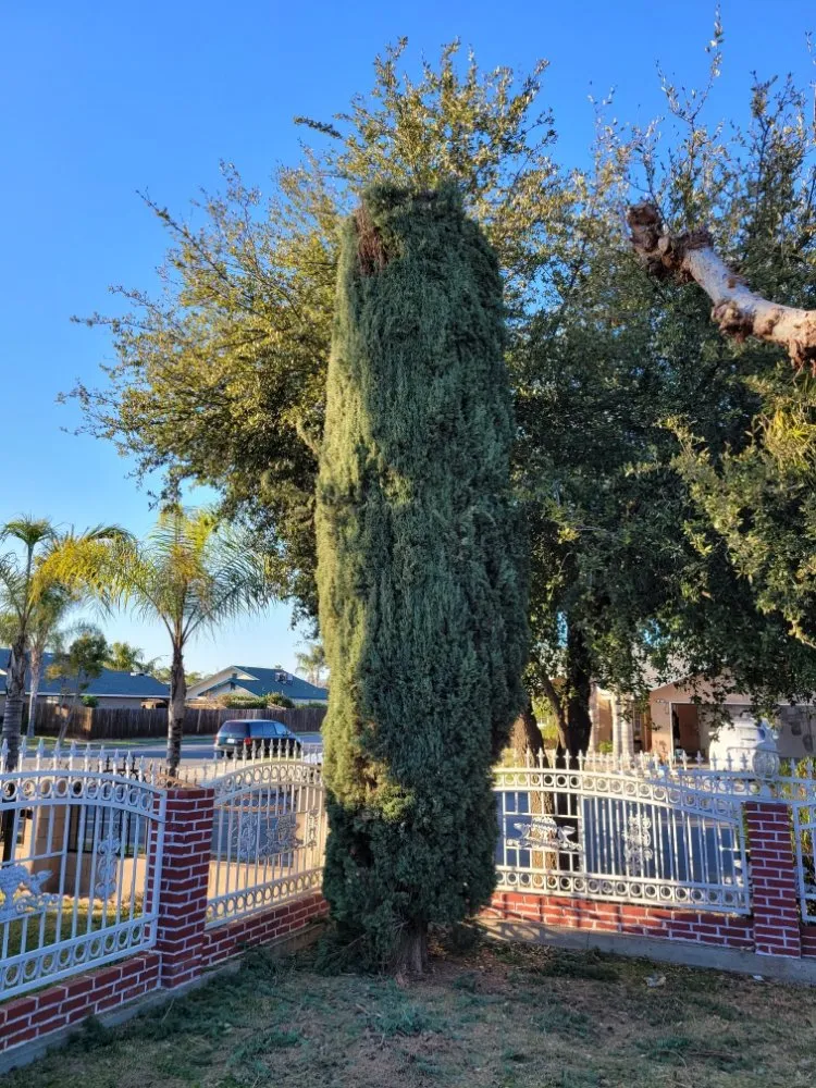 Custom landscape design with custom design across Orange Cove, CA - Los De La Ex Lawn Care & Tree service