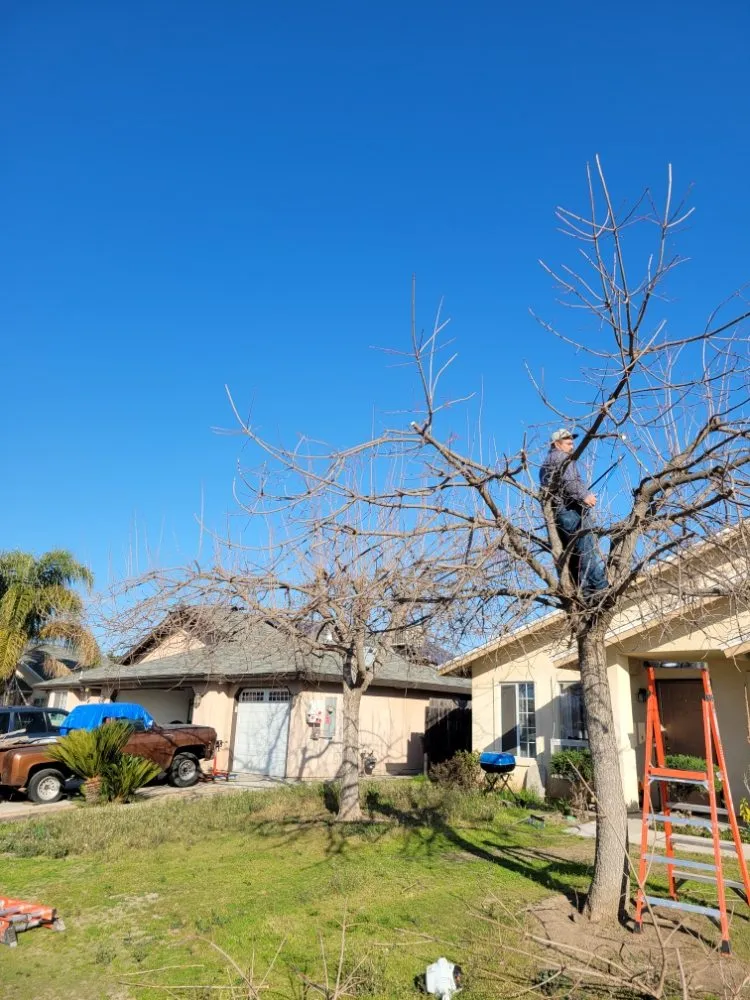 Top-rated outdoor landscaping experts serving Orange Cove, CA - Los De La Ex Lawn Care & Tree service