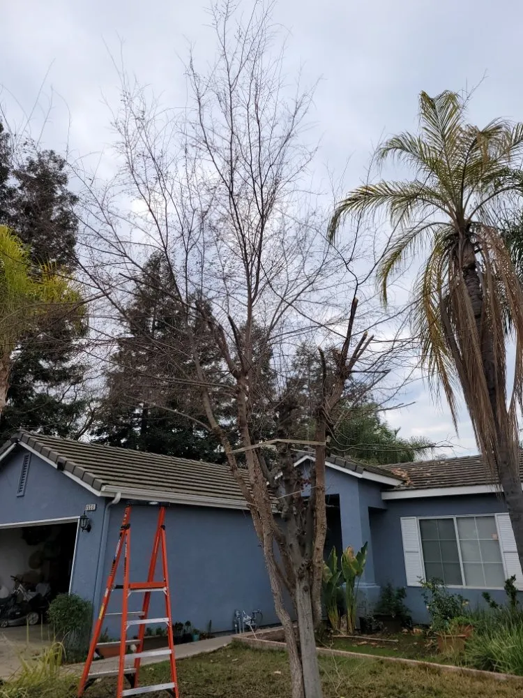 Top-rated outdoor landscaping in Orange Cove, CA - Los De La Ex Lawn Care & Tree service