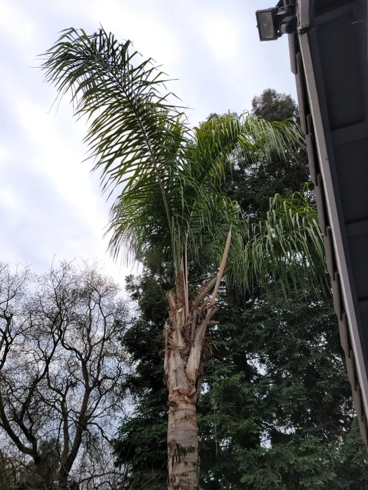 Affordable lawn care service in Orange Cove, CA - Los De La Ex Lawn Care & Tree service