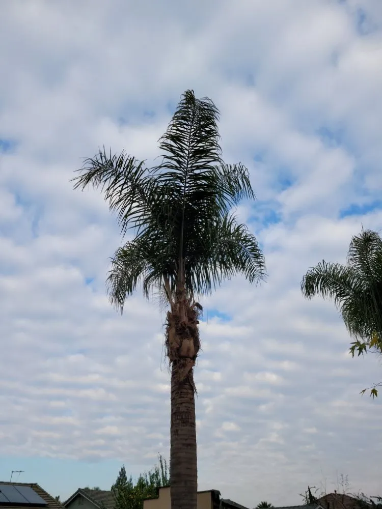 Custom lawn care service with custom design across Orange Cove, CA - Los De La Ex Lawn Care & Tree service