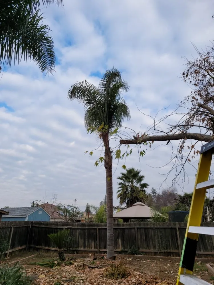 Top-rated landscape installation in Orange Cove, CA - Los De La Ex Lawn Care & Tree service