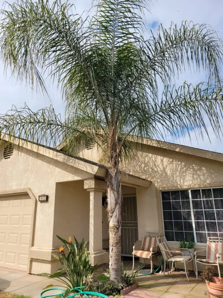 Expert residential landscaping for outdoor upgrades in Orange Cove, CA by Los De La Ex Lawn Care & Tree service